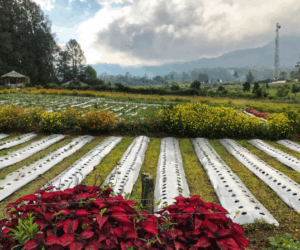 Wisata Petik Buah Segar di Kebun-Kebun Berastagi