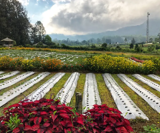 Wisata Petik Buah Segar di Kebun-Kebun Berastagi