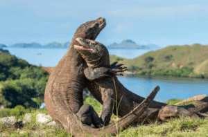 Menjelajah Komodo: Petualangan Ikonik NTT
