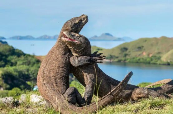 Menjelajah Komodo: Petualangan Ikonik NTT