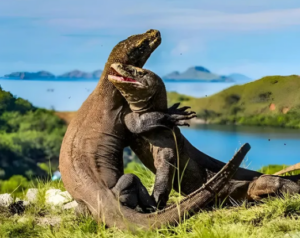 Pesona Pulau Komodo dan Habitat Alaminya